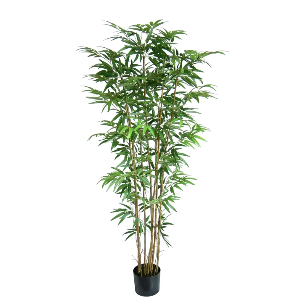 New Bamboo Tree 60